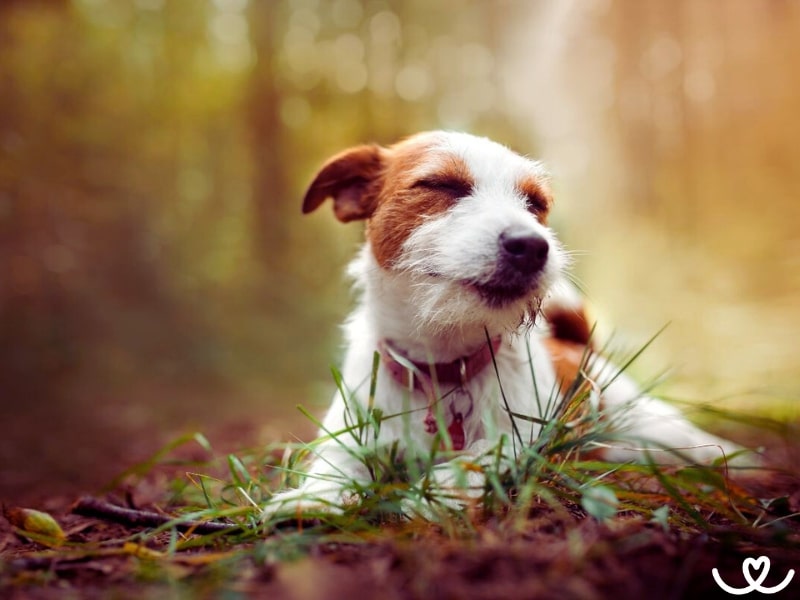 Plemeno-jack-russell-terier (10)